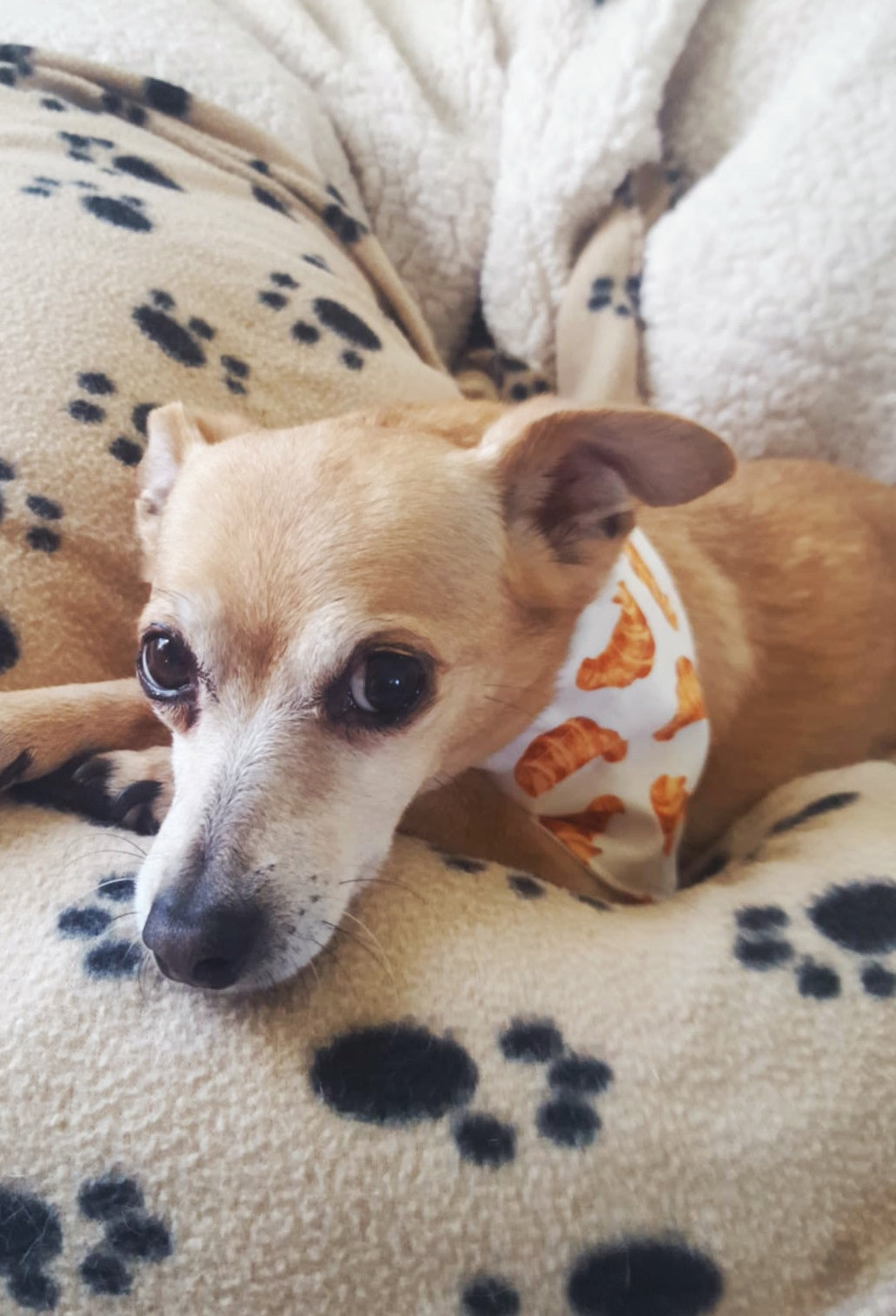 Croissant Pet Bandana & Scrunchie Set (20% Goes to PAW)