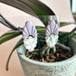 Marble & Lilac Norah's (.925s)